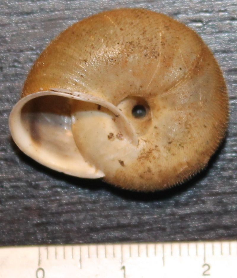 Chilostoma da identificare